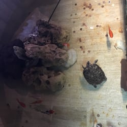 China Palace - Hopelijk niet voor de soep!
