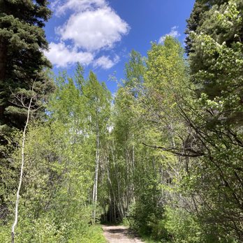 Ouray Perimeter Trail - Beautiful aspen grove in the southern portion west of HW 550 - Hiking Near Me - Ridgway, Colorado
