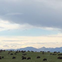 Aspenwood Resort - Bison herd nearby