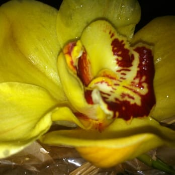 Enchanted Florist - The orchid tied to the bouquet gives it such added love and rave reviews! - Florists Near Me - Los Alamitos, California Enchanted Florist - The orchid tied to the bouquet gives it such added love and rave reviews! - Florists Near Me - Los Alamitos, California