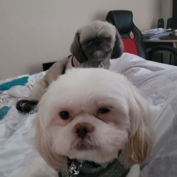 Fuzz Monsters Pet Grooming - Yoda and Good-G - Pet Groomers Near Me - Citrus Heights, California
