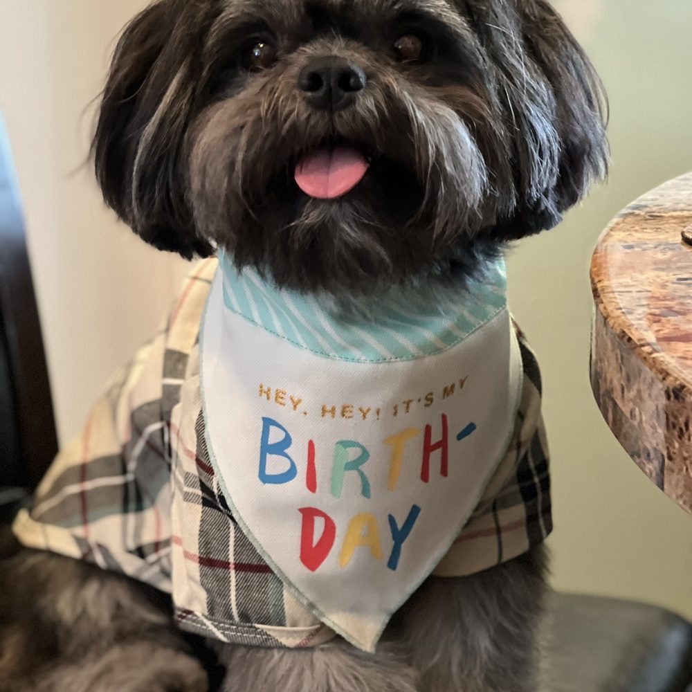 Puppy Luv Pet Grooming - Pet Groomers Near Me - Bellflower, California Puppy Luv Pet Grooming - Pet Groomers Near Me - Bellflower, California