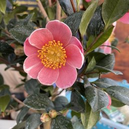 Camellia