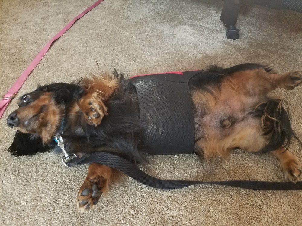 WIGGLELESS 318 Graves Avenue, Oxnard, California Pet Stores Phone