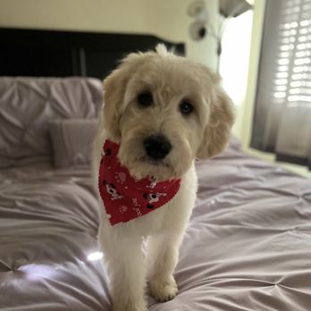 Abbey Acres Goldendoodles - Bella - Pet Breeders Near Me - Galt, California