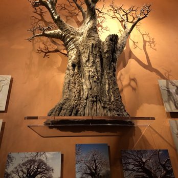 Tiffins Restaurant - Each room is an art gallery dedicated to conservation - New American Near Me - Lake Buena Vista, Florida Tiffins Restaurant - Each room is an art gallery dedicated to conservation - New American Near Me - Lake Buena Vista, Florida