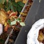 Photo of Frank's Gutter Cleaning
