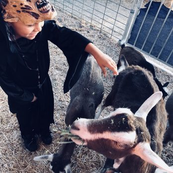 Pumpkin Station - Angel feeding the goats - Kids Activities Near Me - National City, California Pumpkin Station - Angel feeding the goats - Kids Activities Near Me - National City, California