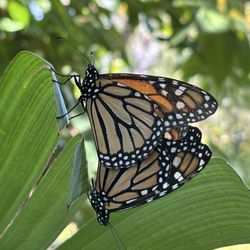 Miami Beach Botanical Garden - Butterflies