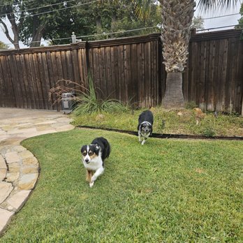 Dallas Critter Care - Pet Sitting Near Me Dallas Critter Care - Pet Sitting Near Me