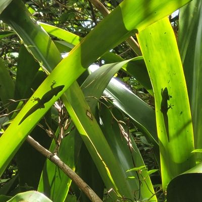 Kalani Oceanside Retreat Center by null