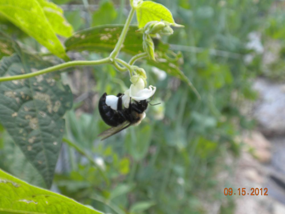 LEICESTER GROCERY AND GARDEN Updated October 2024 3393 New Leicester Hwy, Leicester, North