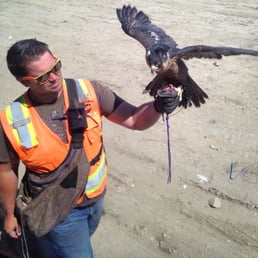 Falcon Kyle helping keep away pigeon & seagull scavengers from the landfill. Falcon Kyle helping keep away pigeon & seagull scavengers from the landfill.