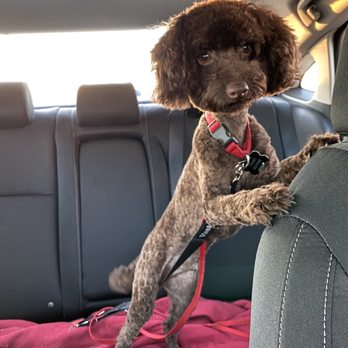 PetSmart - Not so cute poodle haircut - Pet Stores Near Me - Evanston, Illinois
