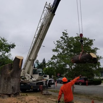 Steve's Professional Tree Care - Crane removal. - Tree Services Near Me - Los Gatos, California Steve's Professional Tree Care - Crane removal. - Tree Services Near Me - Los Gatos, California