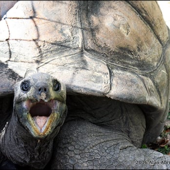 Zoo Miami - Tortoise - Zoos Near Me - Miami, Florida Zoo Miami - Tortoise - Zoos Near Me - Miami, Florida