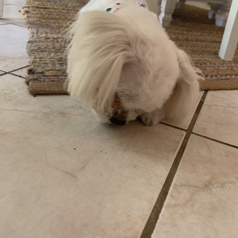The Barking Lot - Pet Groomers Near Me - Spring Hill, Florida