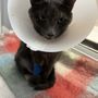Photo of Sun City Animal Hospital