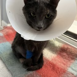 Sun City Animal Hospital - Cricket post blockage surgery.