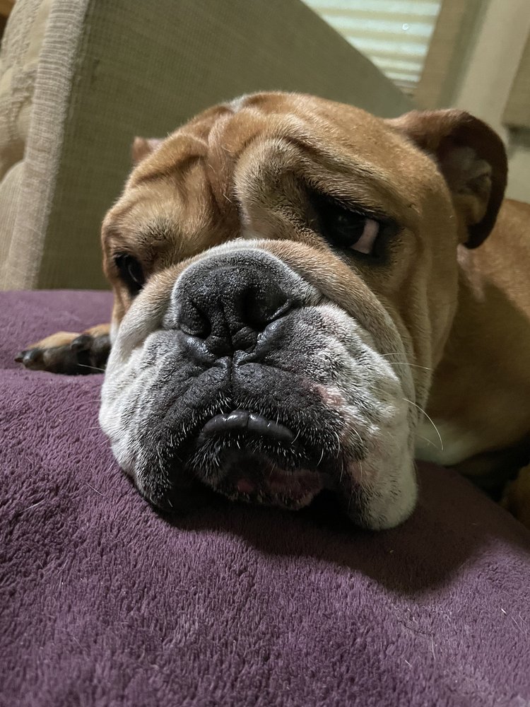 HUNTINGDON ANIMAL CLINIC Updated August 2024 280 Veterans Dr N