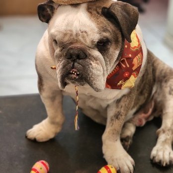 Platinum Petz - Rover with his cinco de mayo bandana. - Pet Groomers Near Me - New York, New York Platinum Petz - Rover with his cinco de mayo bandana. - Pet Groomers Near Me - New York, New York