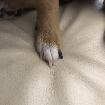 Puppy Salon - As you can see he didn't do a great job on my dog's nails. - Pet Groomers Near Me - Whittier, California