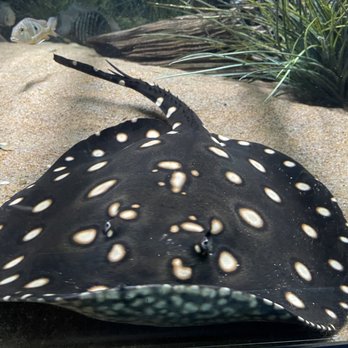 San Antonio Zoo - Zoos Near Me - San Antonio, Texas