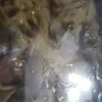 Pane e Vino - Hair I found in my food - Italian Near Me - Miami Beach, Florida