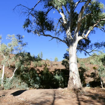 Wallaby Tracks Adventure Tours - Flinders Ranges. - Travel Services Near Me - Quorn, SA Wallaby Tracks Adventure Tours - Flinders Ranges. - Travel Services Near Me - Quorn, SA