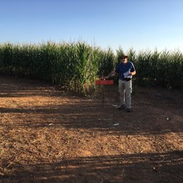 Inside the corn maze. Inside the corn maze.