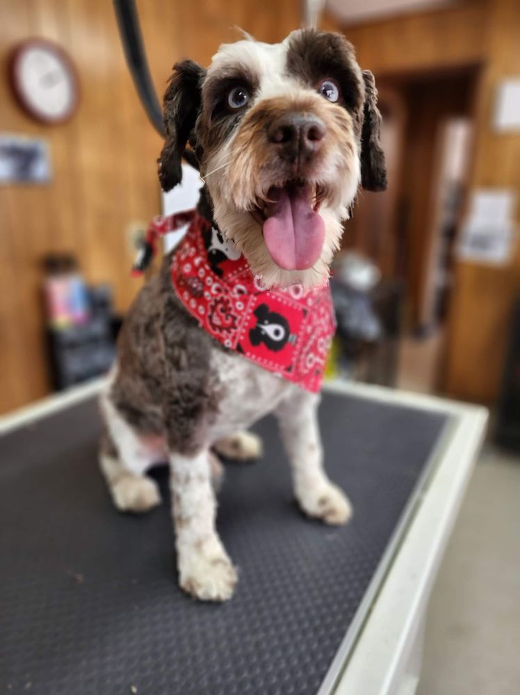 MORNING GLORY PET GROOMING Updated August 2024 202 Photos