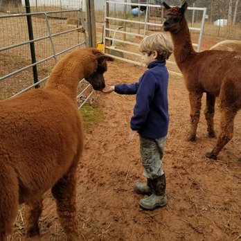 Jerae's Unity Alpacas - Giving Jamocha a treat!! - Attraction Farms Near Me - Blairsville, Georgia Jerae's Unity Alpacas - Giving Jamocha a treat!! - Attraction Farms Near Me - Blairsville, Georgia