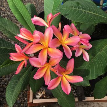 Plumerias By the Sea - Exotic rainbow - Nurseries & Gardening Near Me Plumerias By the Sea - Exotic rainbow - Nurseries & Gardening Near Me