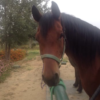 Mountain Meadows Stables - Quest after our lesson. He got groomed for over 30 mins. - Horse Boarding Near Me - Chatsworth, California