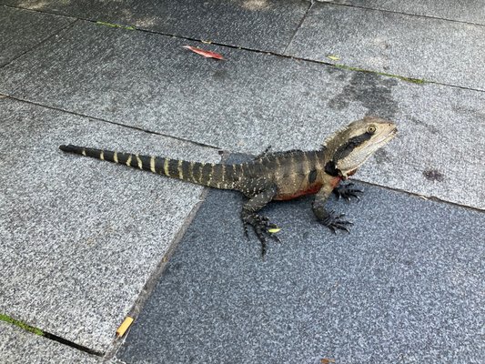 Chinese Garden of Friendship by null
