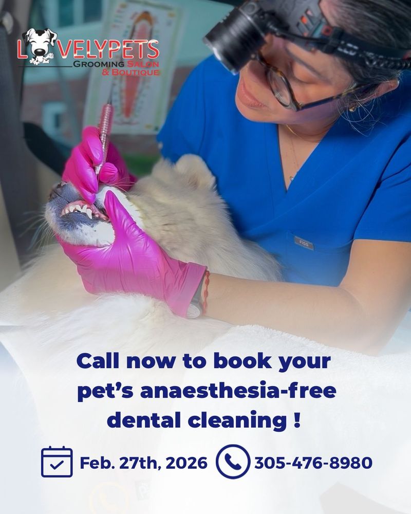 Lovely Pets Grooming Salon & Boutique - pet boarding facility in Miami, FL