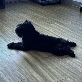 Perfect Pet Salon - Before - Pet Groomers Near Me - Concord, California