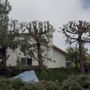 Photo of Ismael Gonzalez Tree service