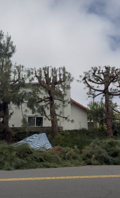 Ismael Gonzalez Tree service on Yelp