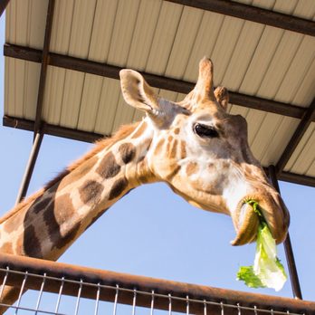 Nova Wild - Petting Zoos Near Me - Vienna, Virginia