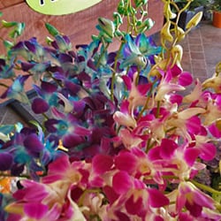 Lovebird Flowers