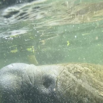 Manatee Tour And Dive - Scuba Diving Near Me - Crystal River, Florida Manatee Tour And Dive - Scuba Diving Near Me - Crystal River, Florida