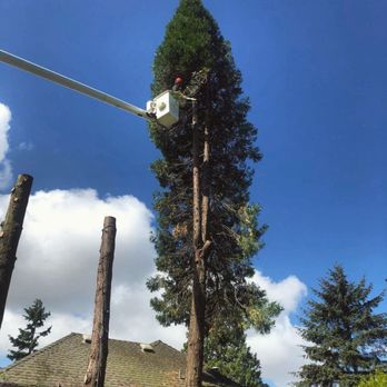 DC Tree Services - Tree Services Near Me - North Vancouver, British Columbia DC Tree Services - Tree Services Near Me - North Vancouver, British Columbia