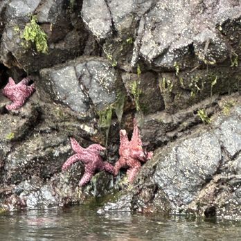 Seward Ocean Excursions - star fish - Boat Tours Near Me
