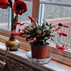 Kekeli Assisted Living Services - Flowers in the window at Kekeli Assisted Living.