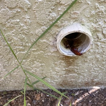 Ben Handyman - Palmetto/roach bugs, in my clean out. - Handyman Near Me Ben Handyman - Palmetto/roach bugs, in my clean out. - Handyman Near Me