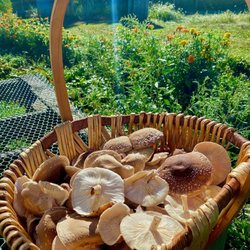 Shiitake mushrooms grown here. Sold dehydrated at the Country Store.