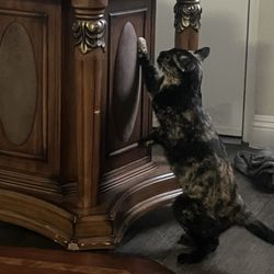Proof that we got the monster home