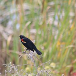 Lake Apopka Wildlife Drive - Red -wing blackbird