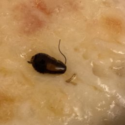 Insect in slice of pizza Insect in slice of pizza